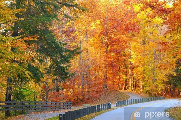 deux chemins se separant dans une foret